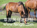 马