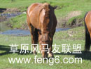 马