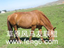 马