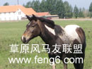 马