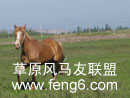 马